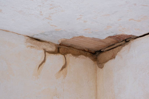 Best Local water damage restoration  in Raceland, KY