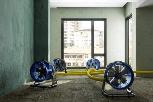 Best Water damage cleanup near me  in Raceland, KY
